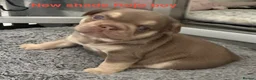 French Bulldog dogs for sale: 2 stunning boys left  in Newcastle upon Tyne - Advert 15