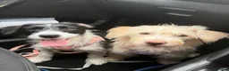 Mixed Breed dogs for sale: Two female Jackador’s looking for new home  in Bristol - Advert 1