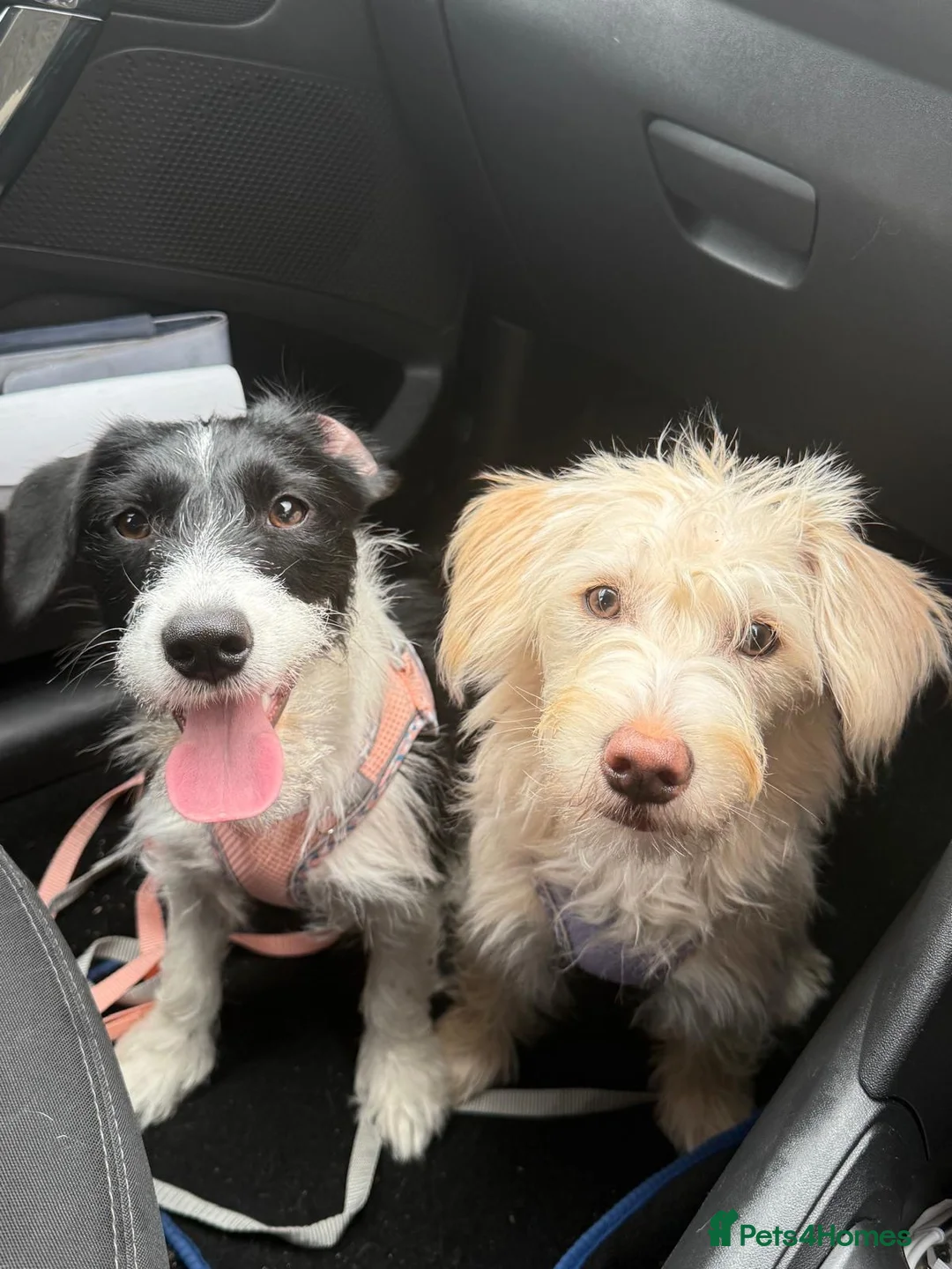 Mixed Breed dogs for sale: Two female Jackador’s looking for new home  in Bristol - Advert 1