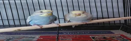 Budgerigars birds for sale: Budgies x2  - Advert 3