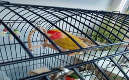 Lovebirds birds for sale: Lovebirds couple with cage - Advert 2