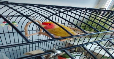 Lovebirds birds Lovebirds couple with cage - Advert 11