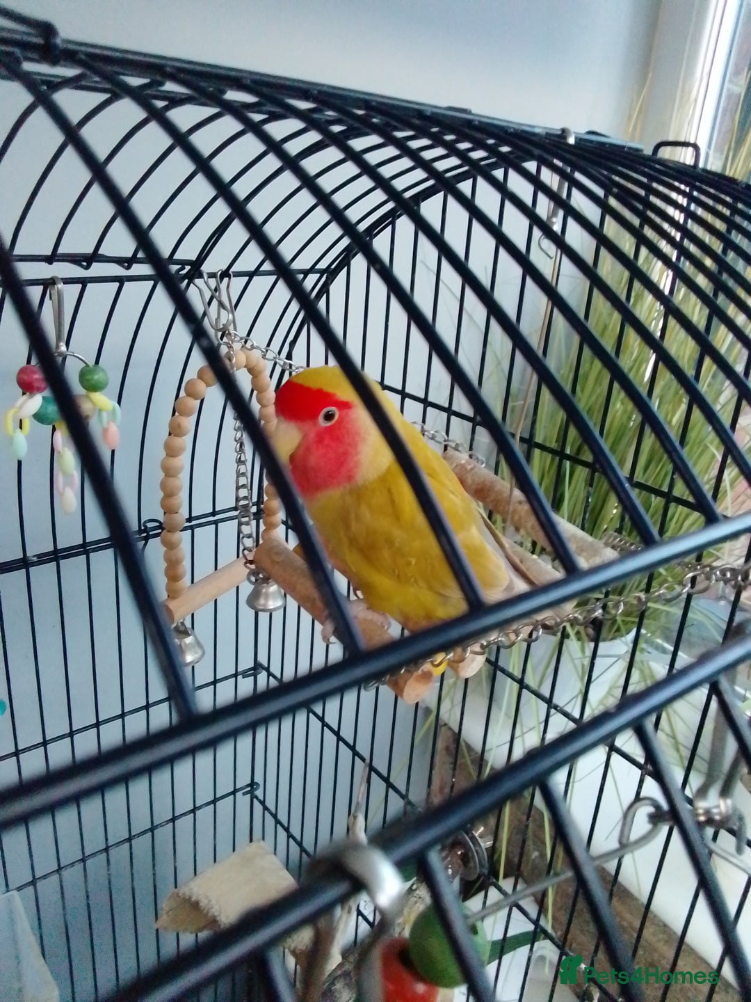 Lovebirds birds for sale: Lovebirds couple with cage - Advert 2