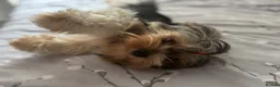 Biewer Terrier dogs for sale: Adorable pure breed Yorkshire Biewer Terriers in Pershore - Advert 10