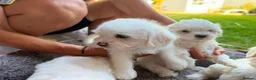Mixed Breed dogs for sale: Bichon frise  in Bedford - Advert 18