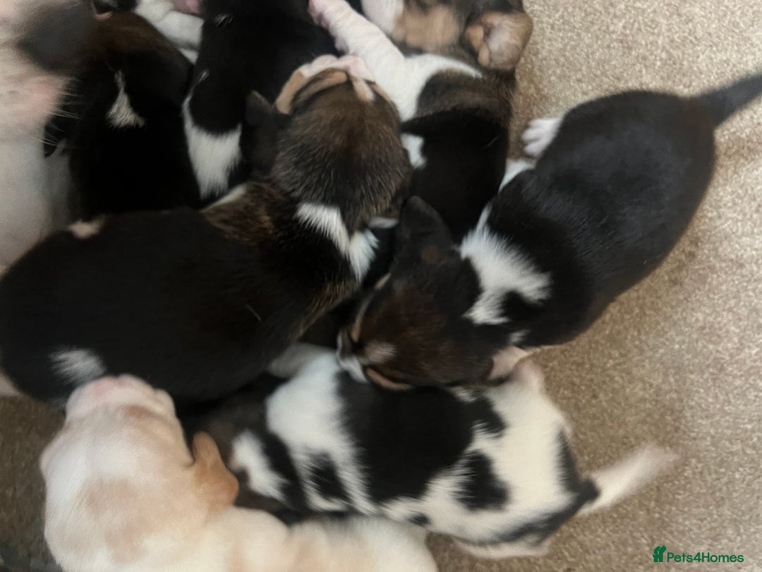 Beagle dogs for sale: KC reg,,, Charterwood//dyalyn  beagles - Image 11