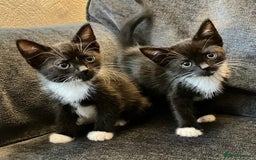 Mixed Breed cats for sale: Girl kittens for good homes only - Image 6