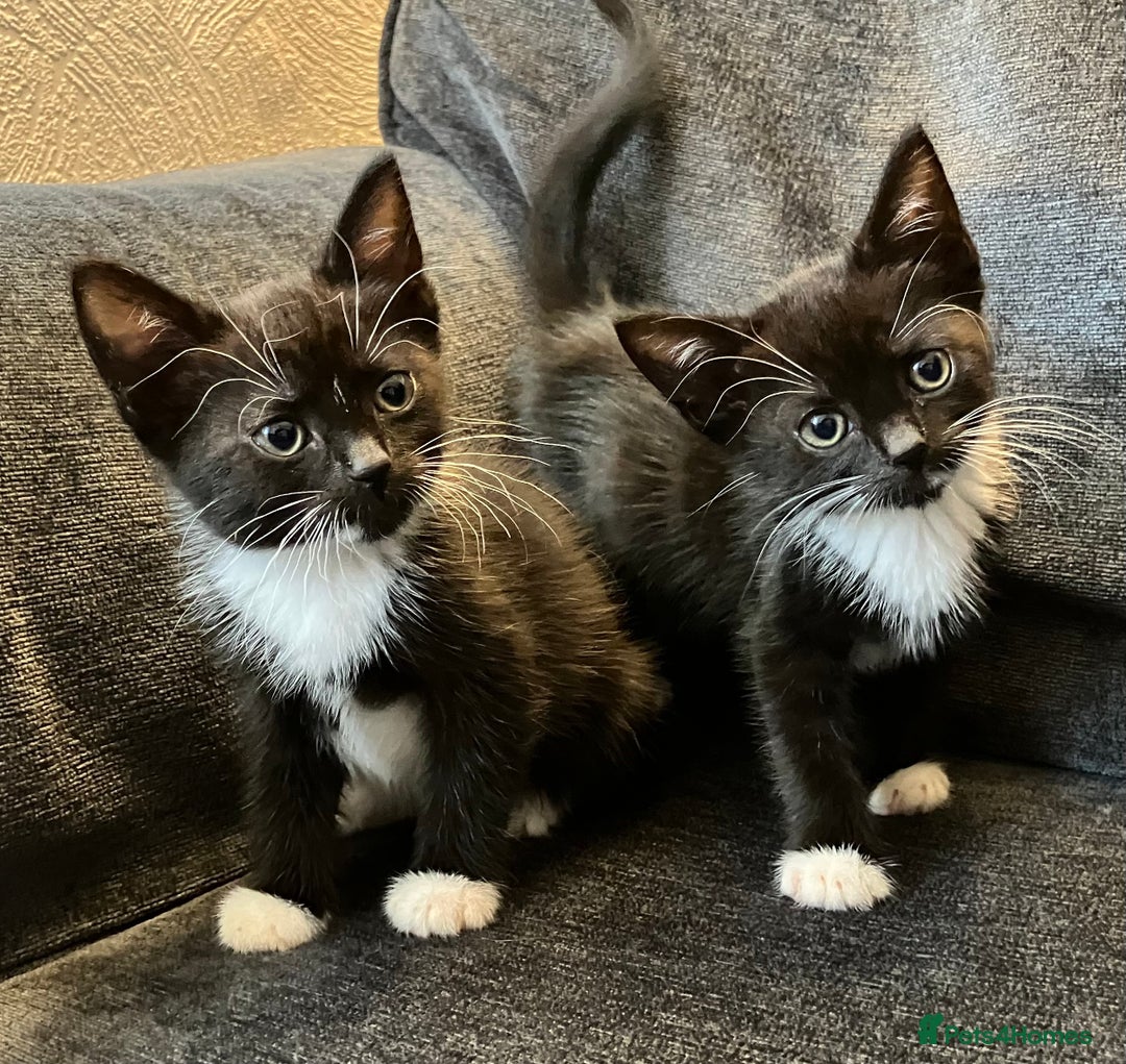 Mixed Breed cats for sale: Girl kittens for good homes only - Image 6