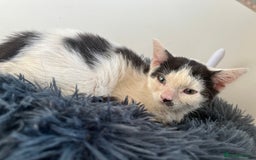 Mixed Breed cats for adoption: Goose the rescue kitten needs forever home - Image 8