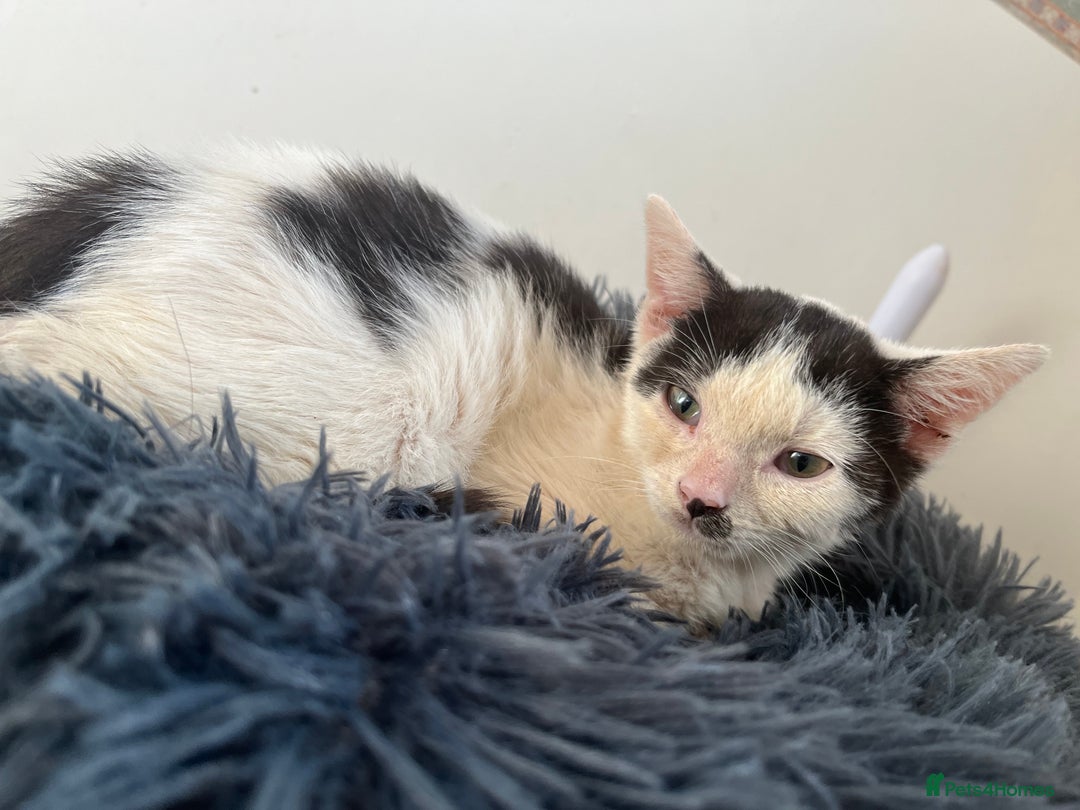 Mixed Breed cats for adoption: Goose the rescue kitten needs forever home - Image 8