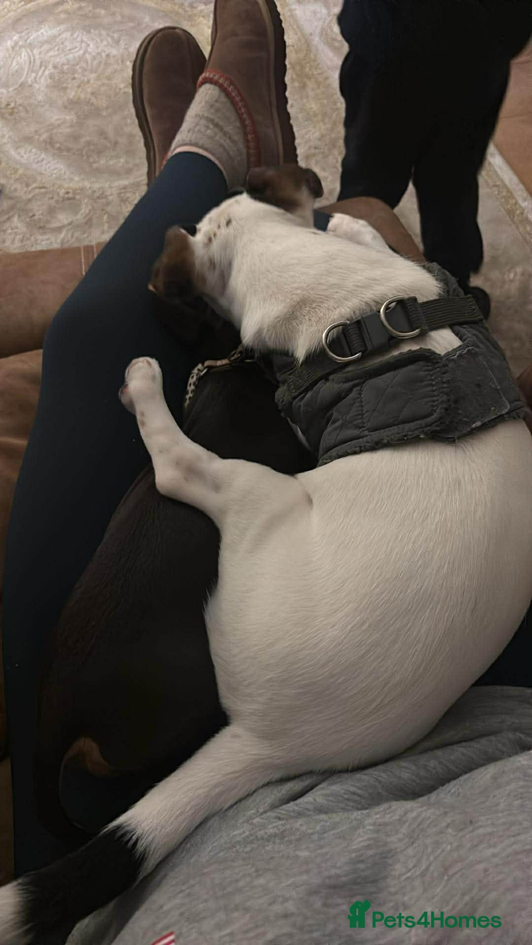 Jack Russell dogs for sale: Male jack Russell, Jax 8 months old  in Caerphilly - Advert 3