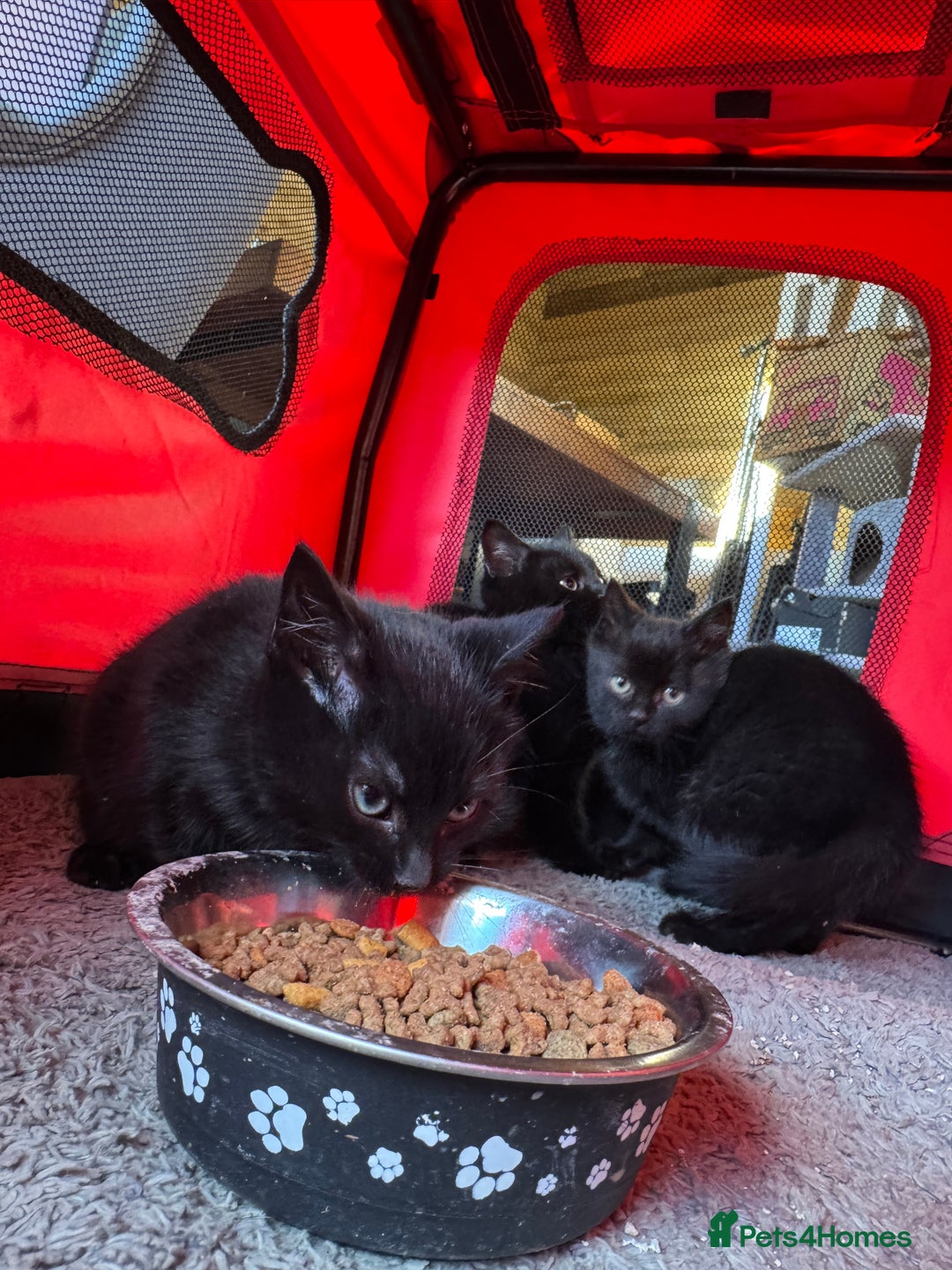Mixed Breed cats for sale: Adorable black kittens  - Advert 7