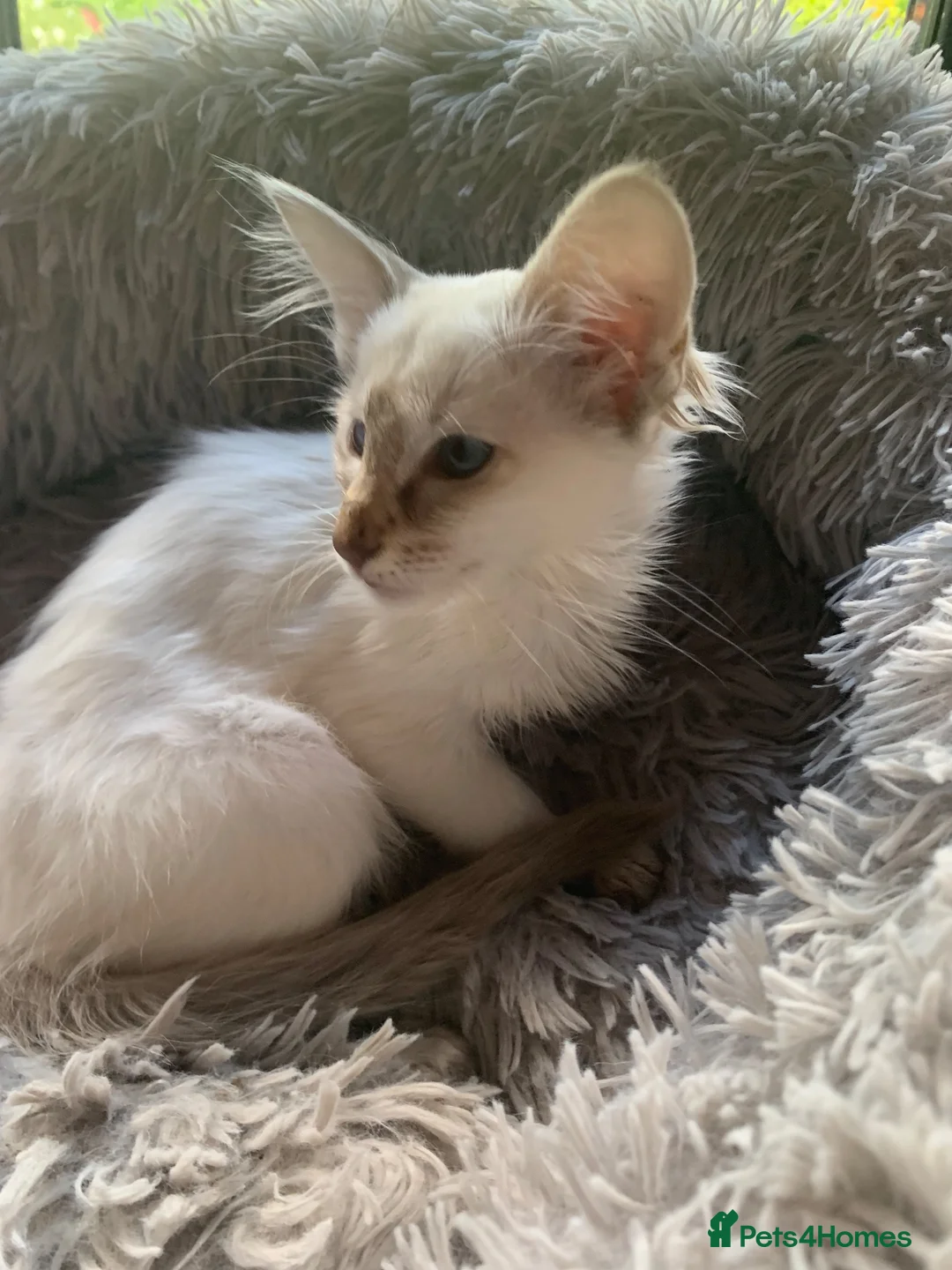 Balinese cats for sale: Chocolate tabby point female - Advert 6