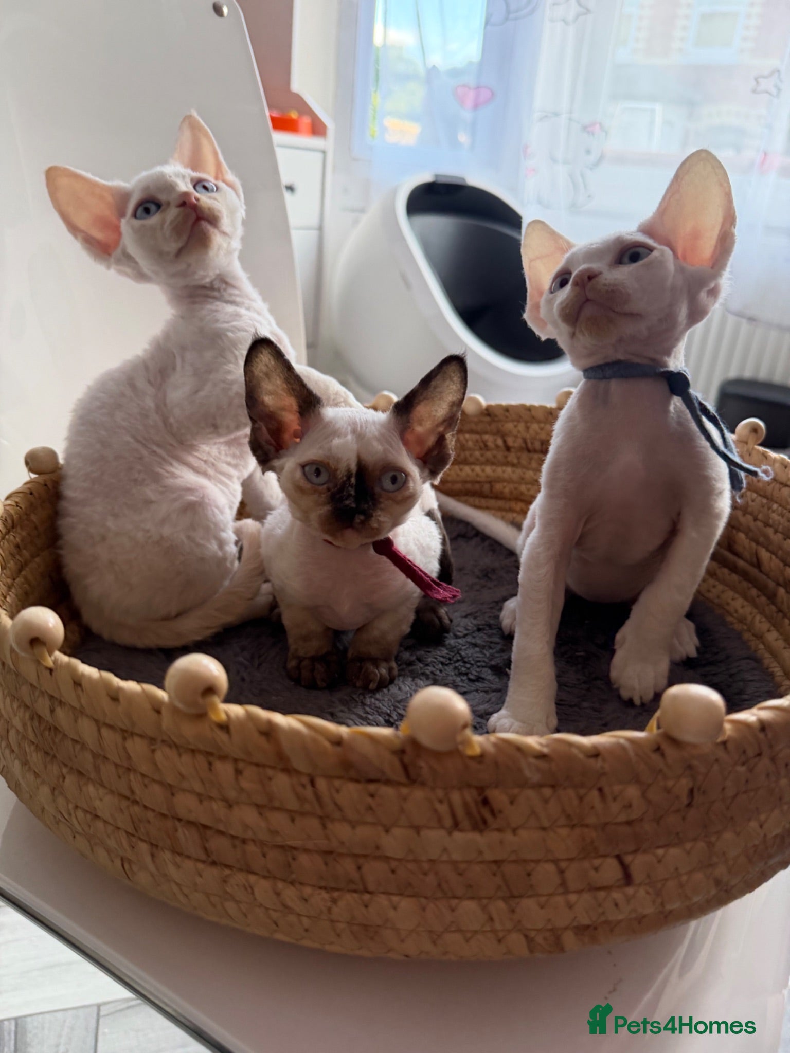 Devon Rex cats Devon Rex Kittens – Two Boys & One Girl ❤️ - Advert 9