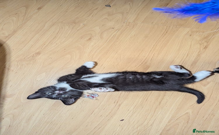 British Longhair cats - Advert 1