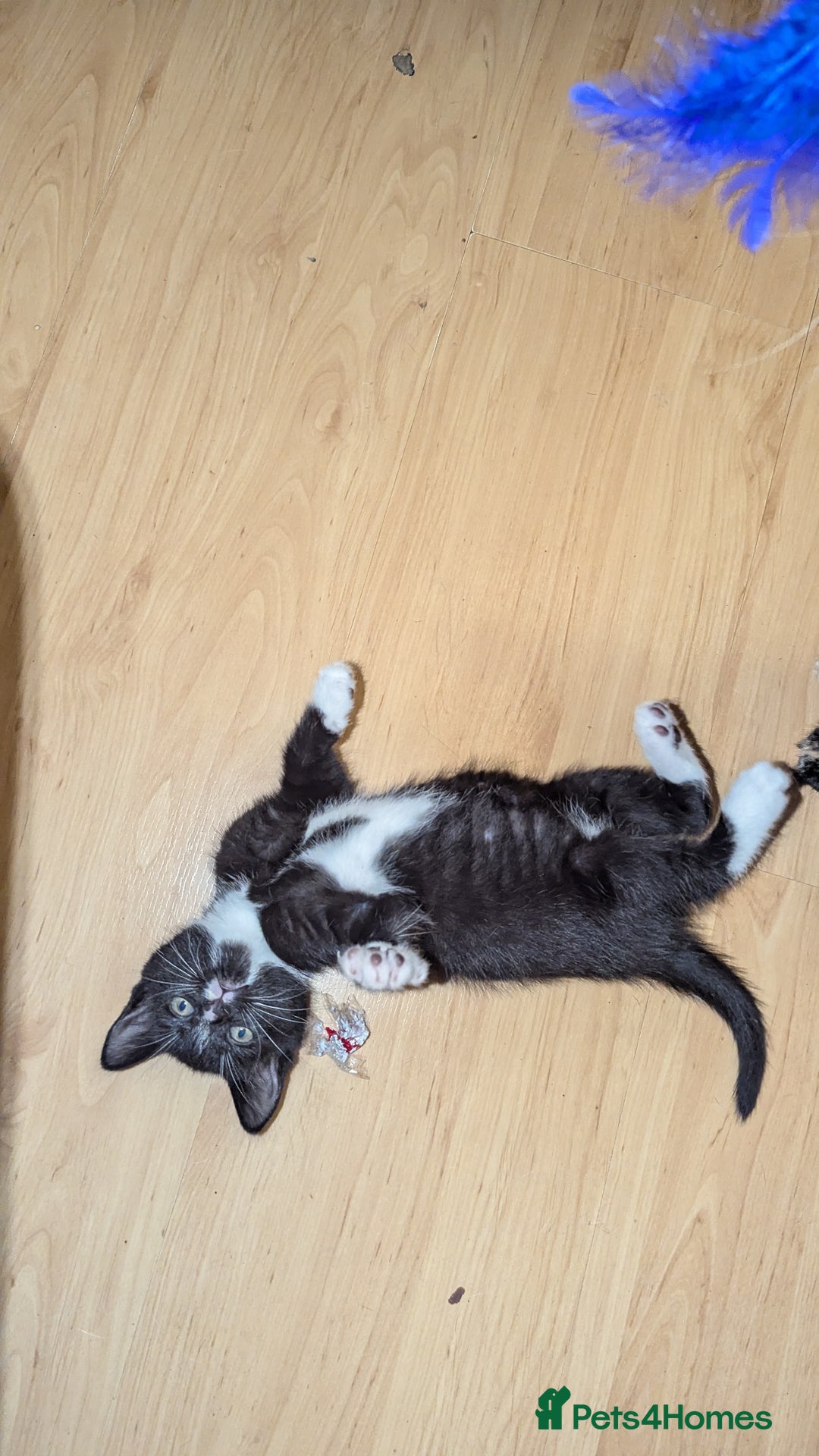 British Longhair cats for sale: Kittens are ready to go  - Image 1