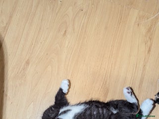 British Longhair cats - Advert 38