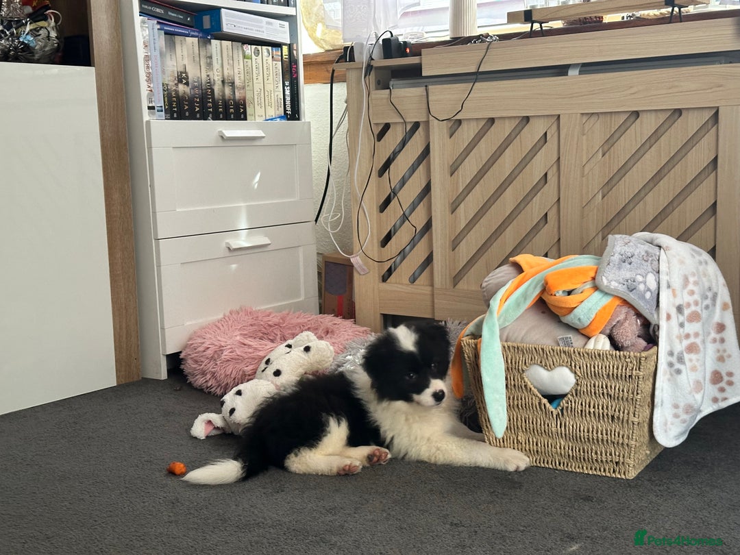 Border Collie dogs for sale: Dylan /Dill - ONLY 4 LEFT International Champion blood line - Image 20