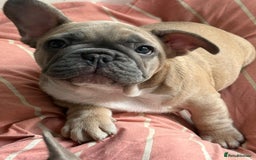 French Bulldog dogs for sale: French bulldogs puppies - Image 9
