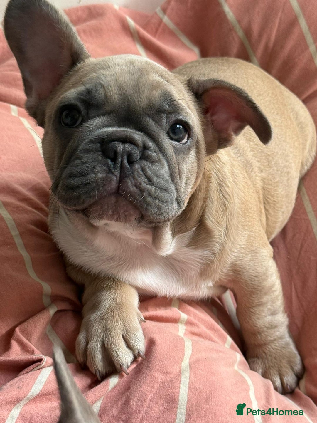 French Bulldog dogs for sale: French bulldogs puppies - Image 9