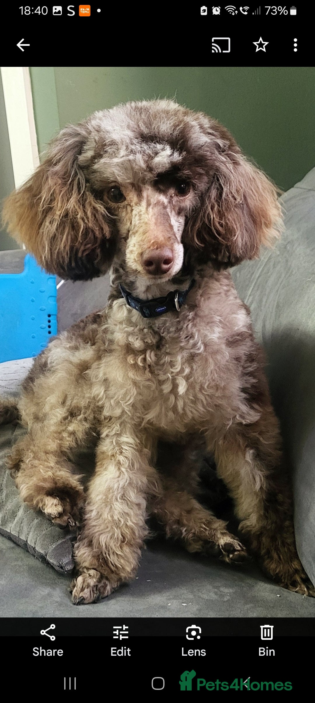 Toy Poodle dogs for stud: Proven toy poodle stud (chocolate merle) - Image 4