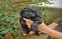 Cockapoo dogs for sale: 5 STAR FULLY DNA HEALTH TESTED F1B COCKAPOOS - Image 12