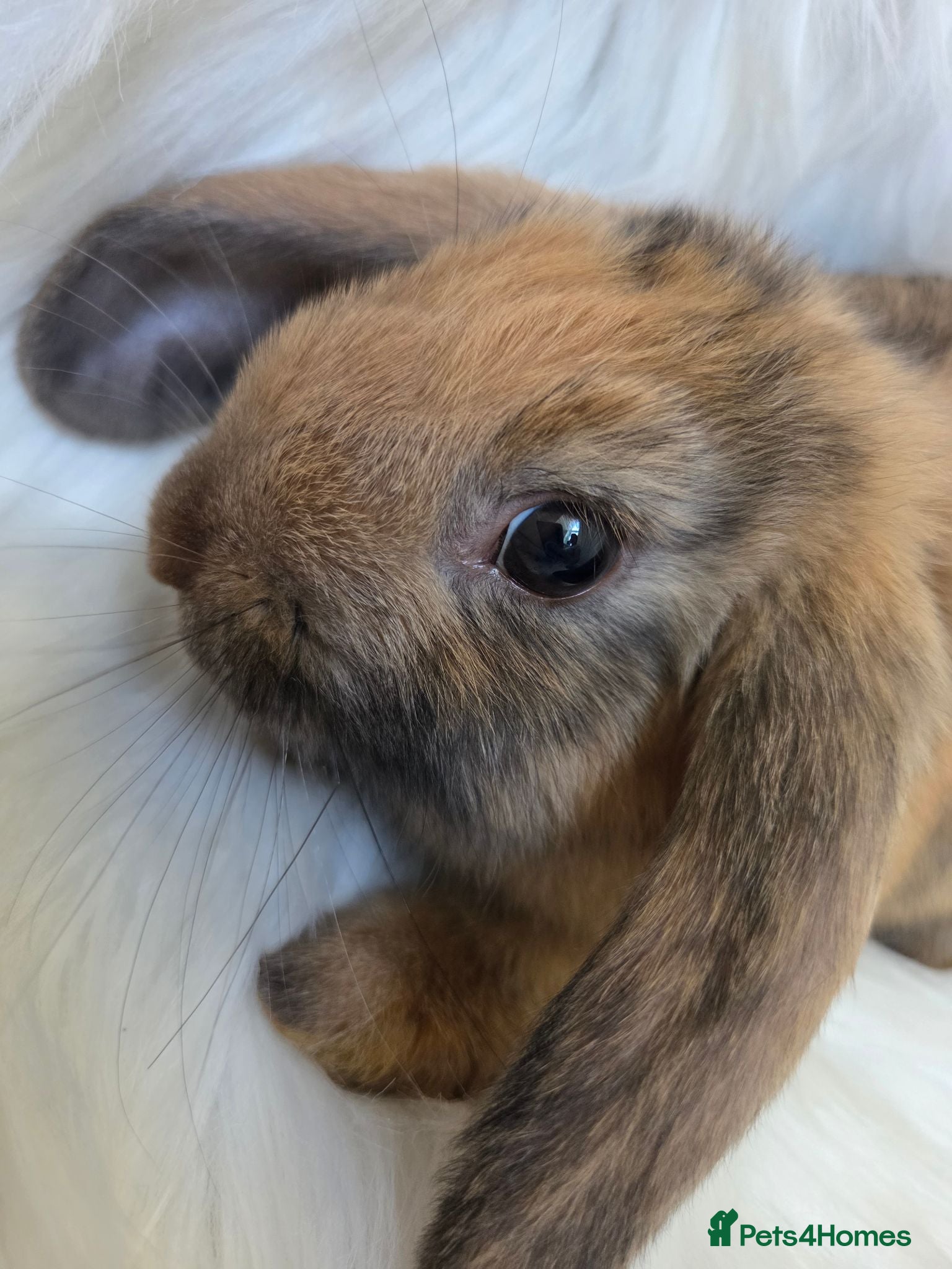 Mini Lop rabbits Beautiful mini lops boys and girls avalible . - Advert 2