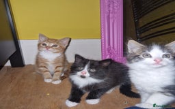 Mixed Breed cats for sale: 3 males kittens looking for furever homes - Image 1