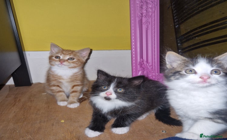 Mixed Breed cats - Advert 14