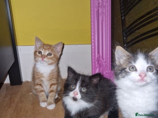 Mixed Breed cats - Advert 28