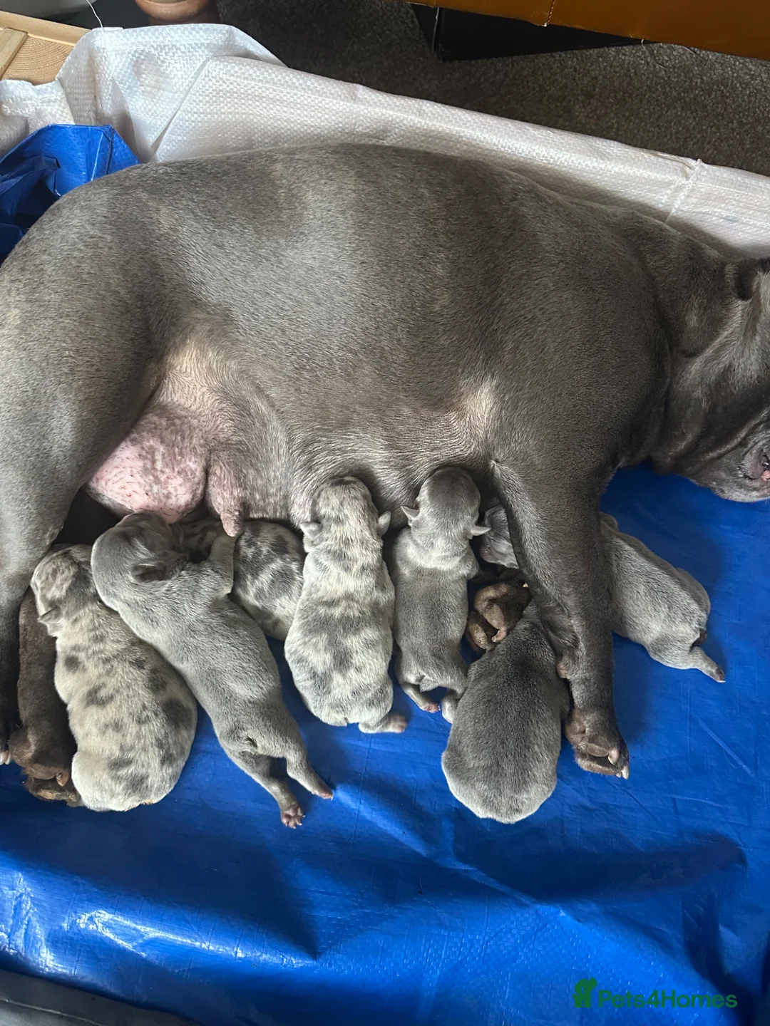 French Bulldog dogs for sale: French Bulldog Puppies - Advert 2