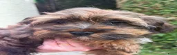 Havanese dogs for sale: Exquisite Havanese Puppies Boys and Girls  - Advert 1