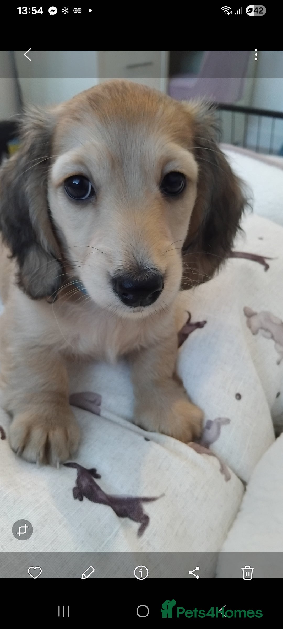 Miniature Dachshund dogs Miniature long haired dachshund puppies ready tues - Advert 4