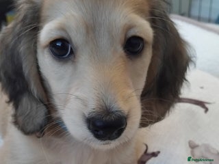 Miniature Dachshund dogs Miniature long haired dachshund puppies ready tues - Advert 4