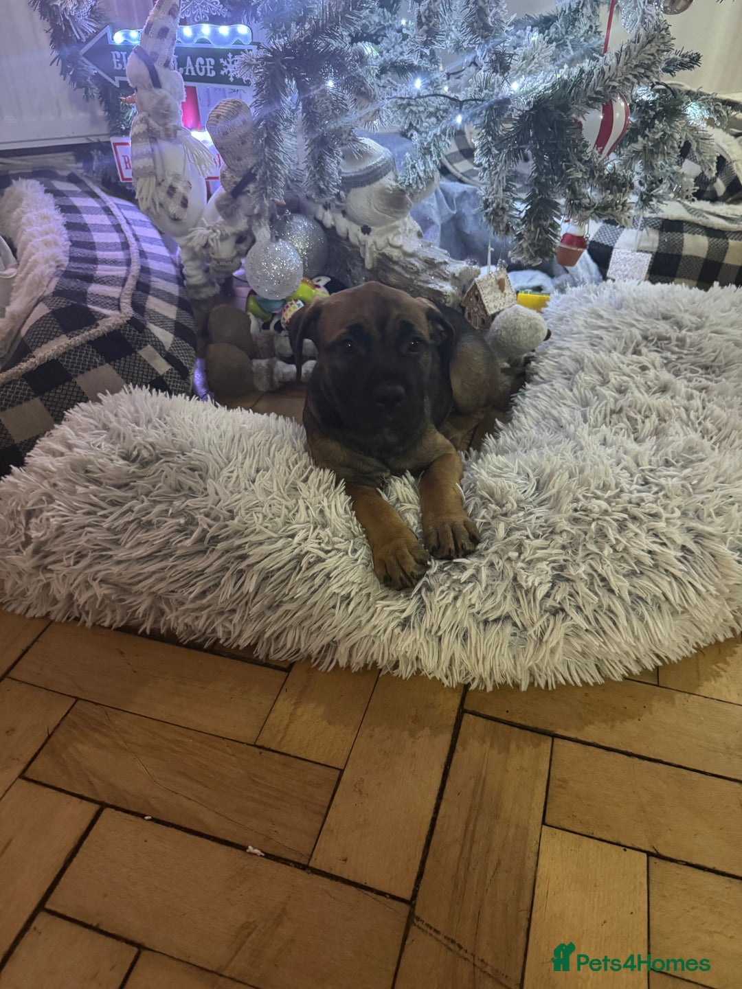 Mixed Breed dogs for sale: American Staff x Bullmastiff Pups  - Advert 22