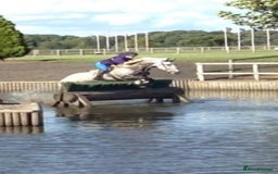 Connemara horses for sale: the ultimate school mistress🏡 - Advert 3