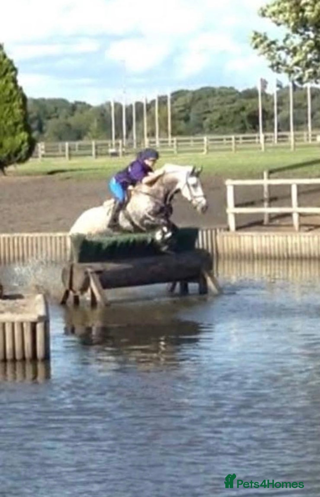 Connemara horses for sale: the ultimate school mistress🏡 - Advert 3