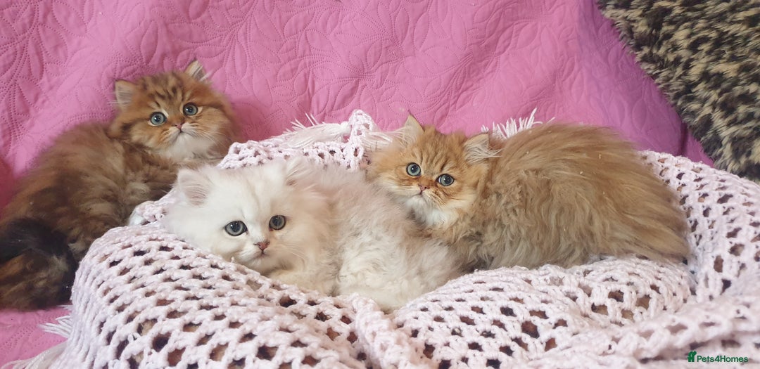 Persian cats for sale: 💖Beautiful Pedigree Chinchilla Persian Kittens. - Advert 1