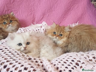 Persian cats for sale: 💖Beautiful Pedigree Chinchilla Persian Kittens. - Advert 1