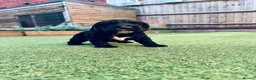 Cocker Spaniel dogs for sale: Working cocker spaniels for sale  - Advert 9