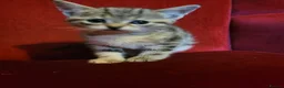Mixed Breed cats for sale: beautiful tabby kitten 8 weeks old - Advert 7