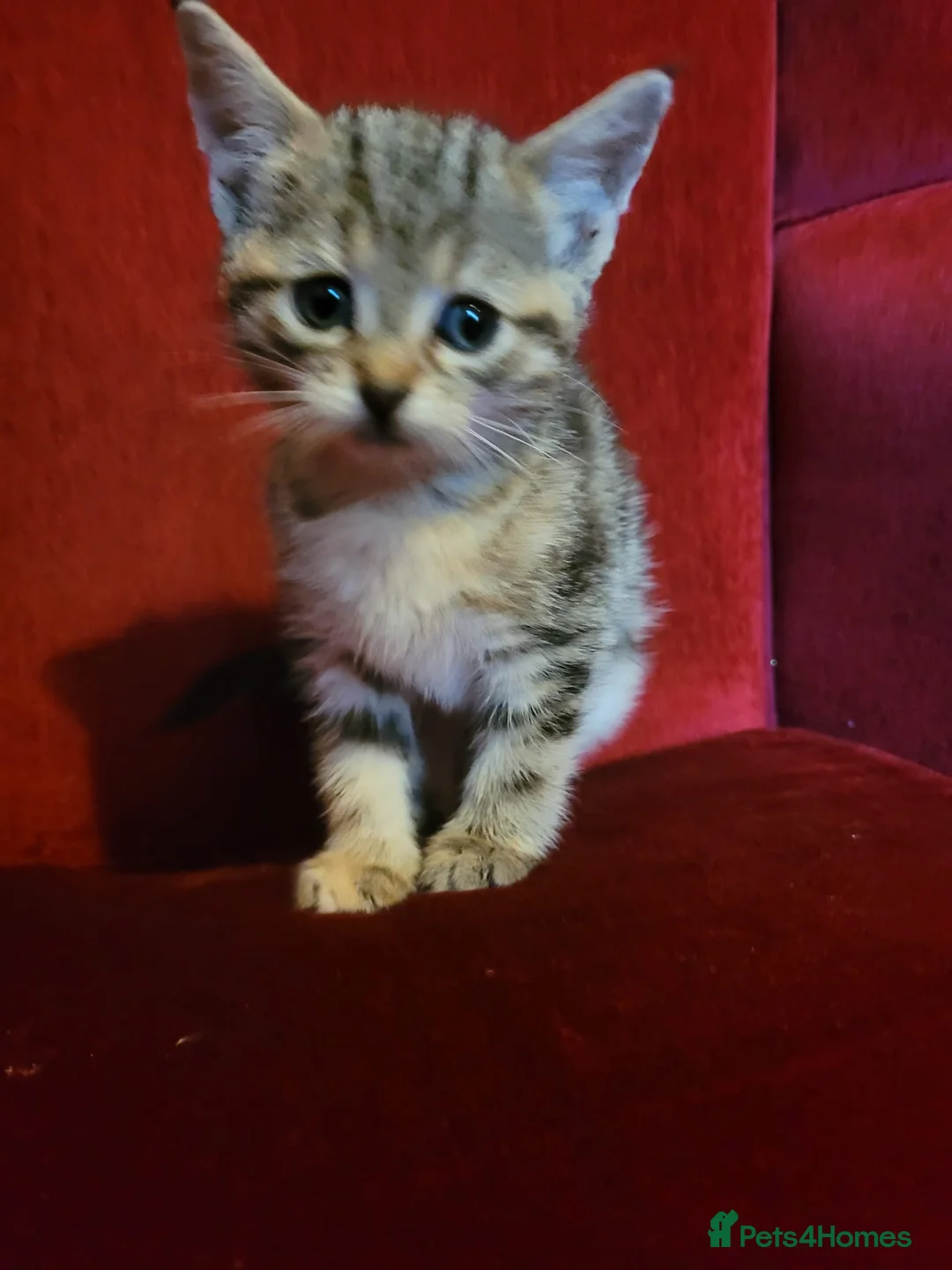 Mixed Breed cats for sale: beautiful tabby kitten 8 weeks old - Advert 7