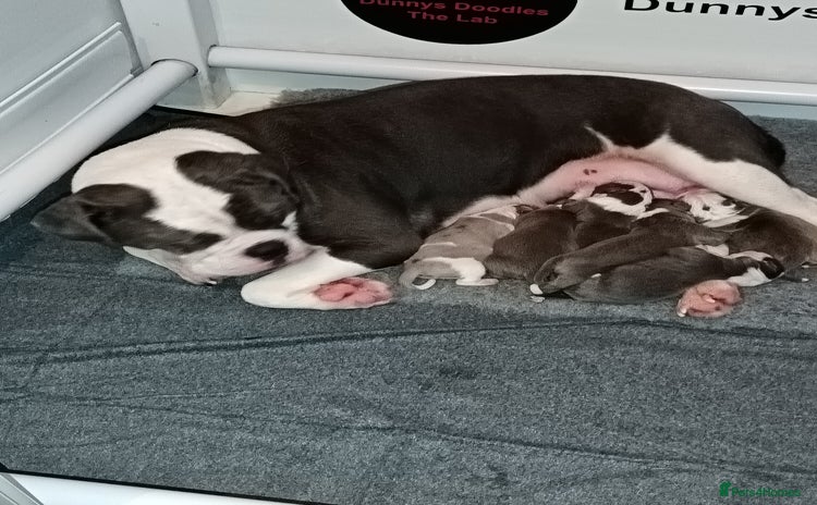 Olde English Bulldogge dogs - Advert 10