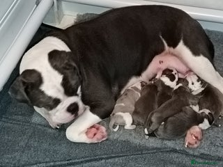 Olde English Bulldogge dogs - Advert 10