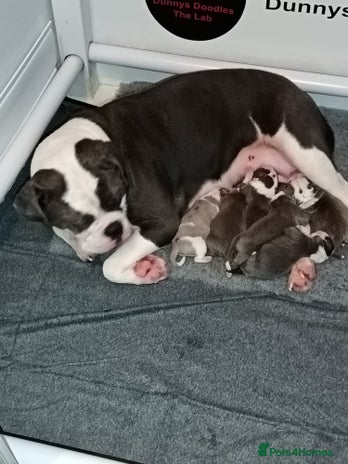 Olde English Bulldogge dogs - Advert 1