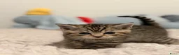 British Shorthair cats for sale: Beautiful British-shorthair kittens - Advert 12