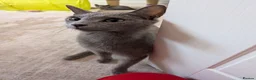 Russian Blue cats for sale: Russian Blue Kittens • TICA Lines - Advert 24
