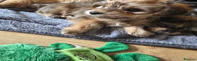 SOLD Puppy 4