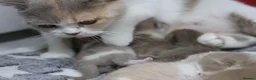 British Shorthair cats for sale: PEDIGREE REGISTERED CHUNKY BRITISH SHORTHAIRS - Advert 18