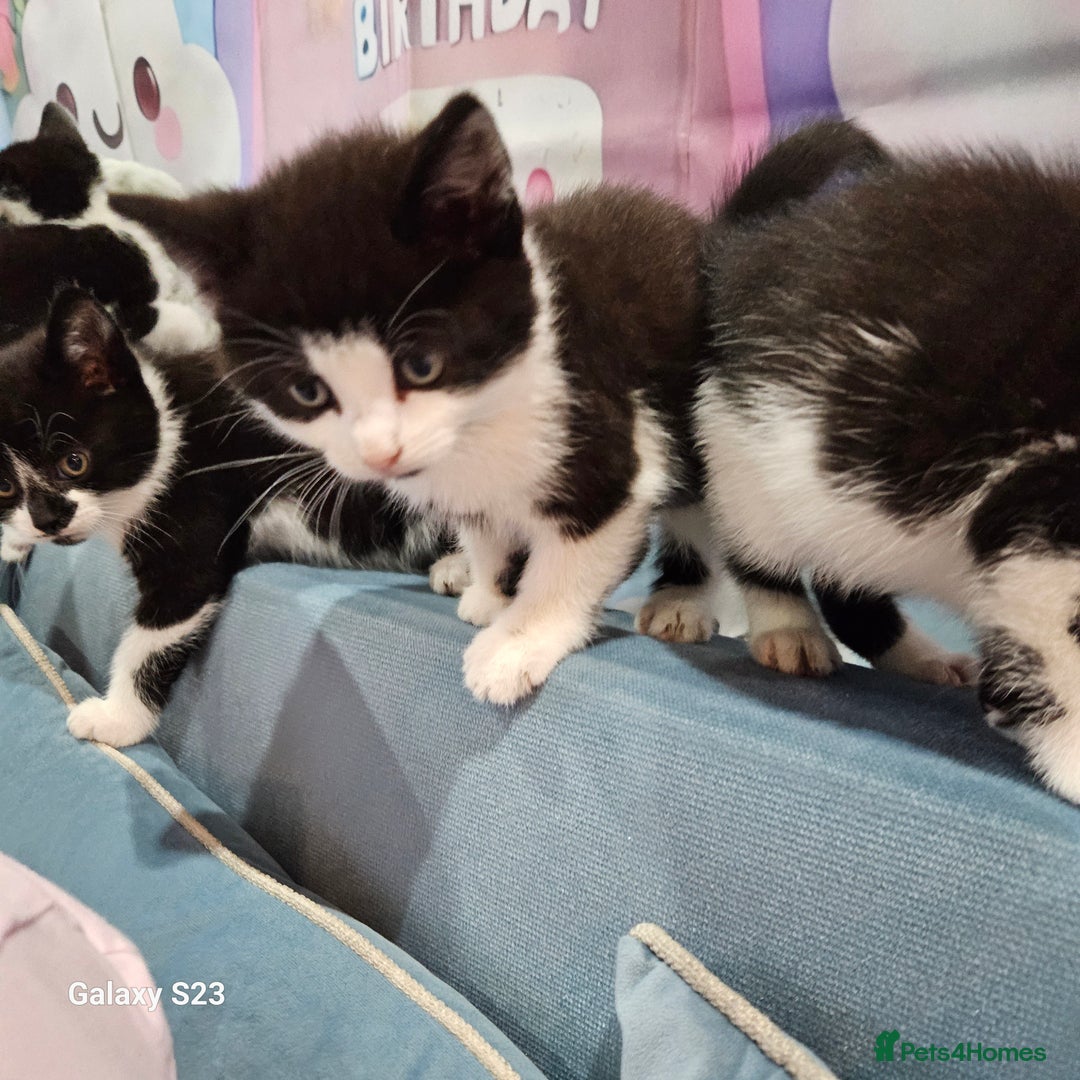 European cats for sale: 5 European Kittens for sale.  - Image 7